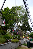 403 4th - Tree Removal